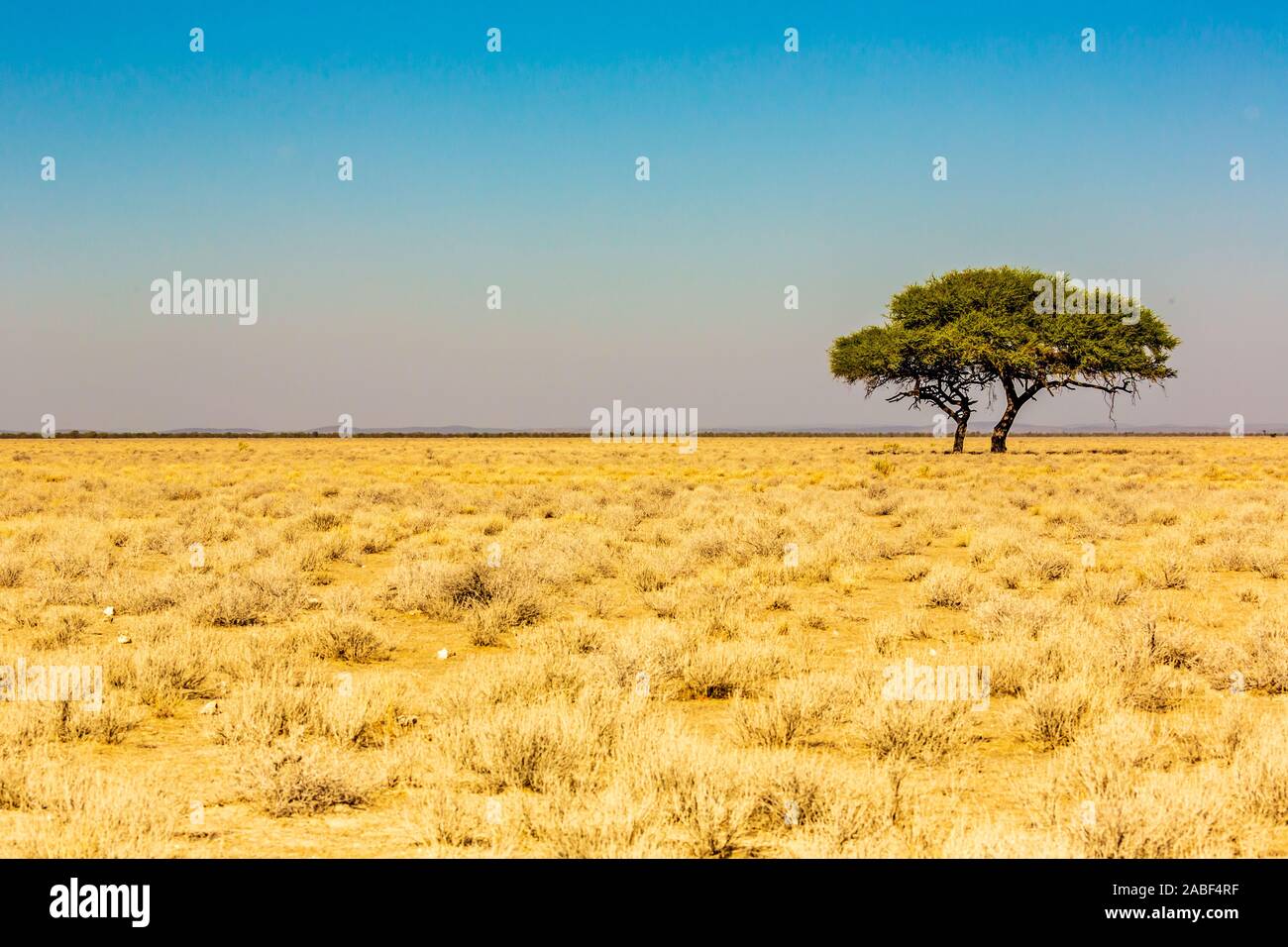 Paesaggio della Namibia, Africa Foto Stock