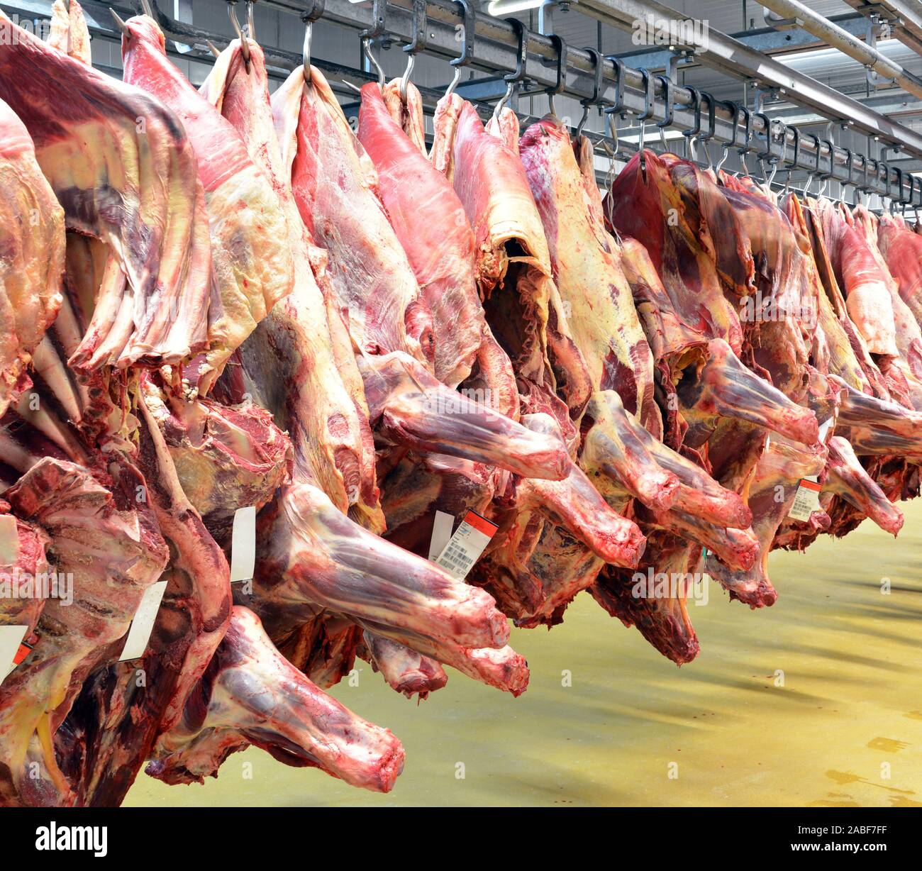 Luogo di lavoro Industria alimentare - macelleria in fabbrica per la produzione di salsicce - magazzino frigorifero con appesa di mucca e metà di maiale Foto Stock