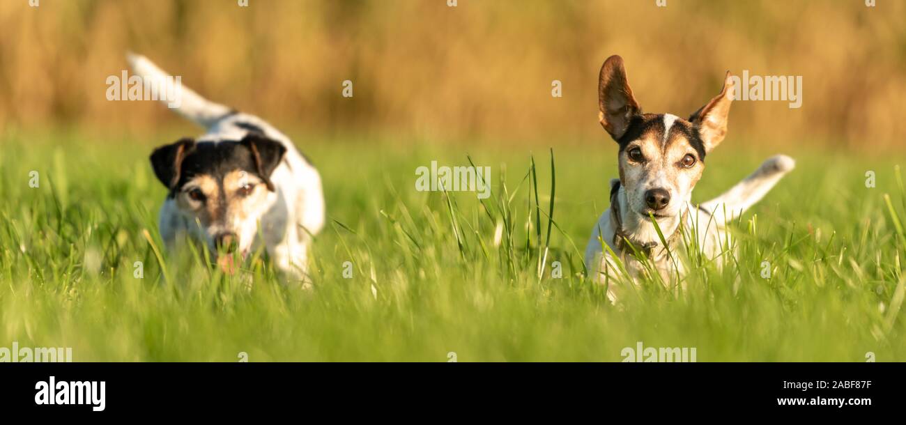 Due cani di piccola taglia sono in esecuzione su un prato nella stagione autunno in luce morbida Foto Stock