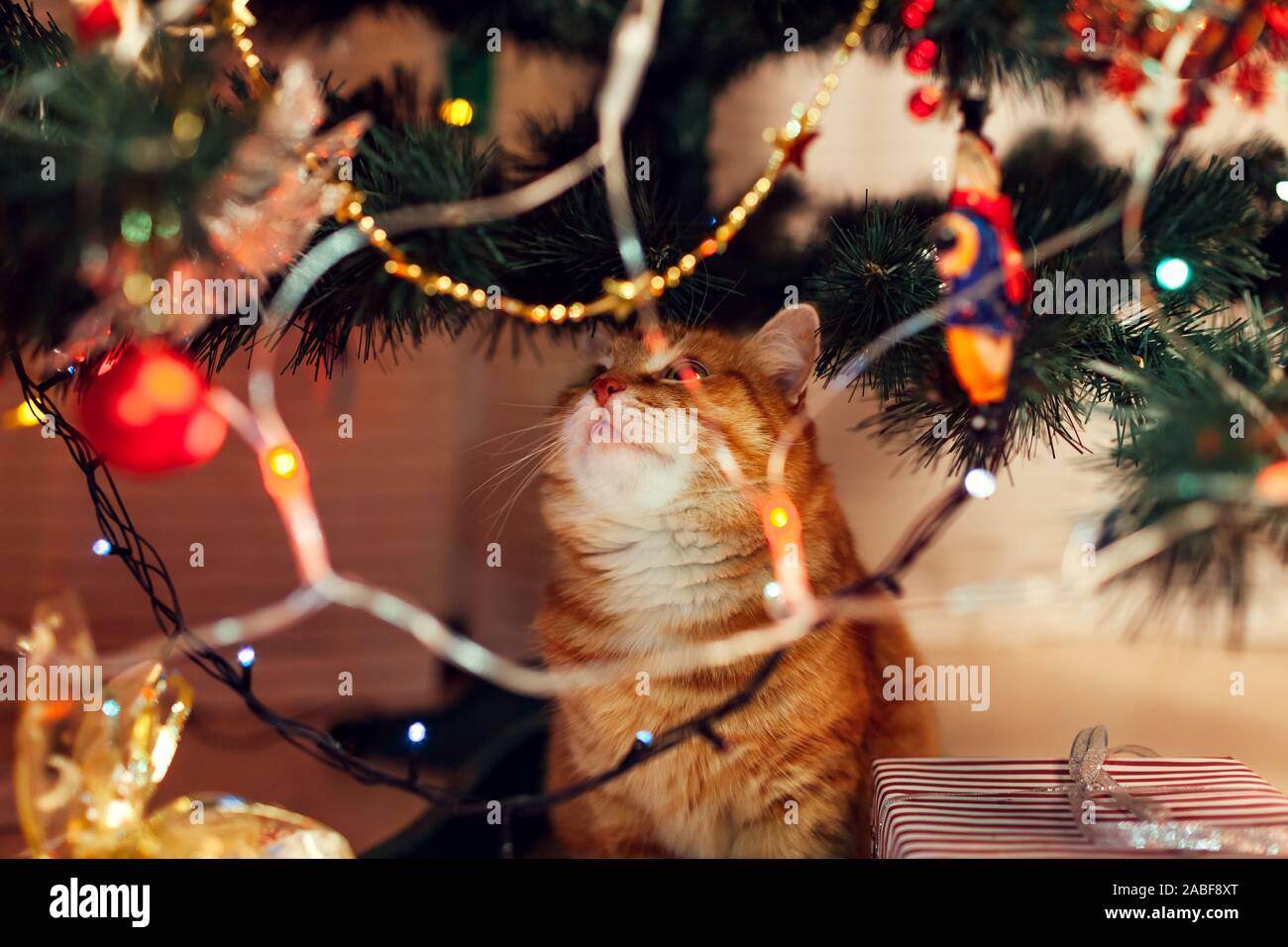 Lo zenzero cat seduto sotto albero di Natale e guardando i giocattoli e luci. Natale e Anno Nuovo concetto Foto Stock