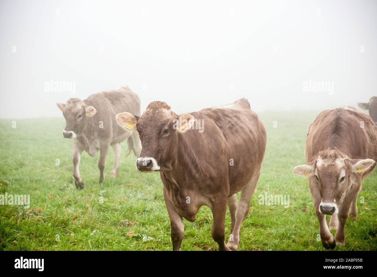 Vacche bavarese sul pascolo di vacca Foto Stock