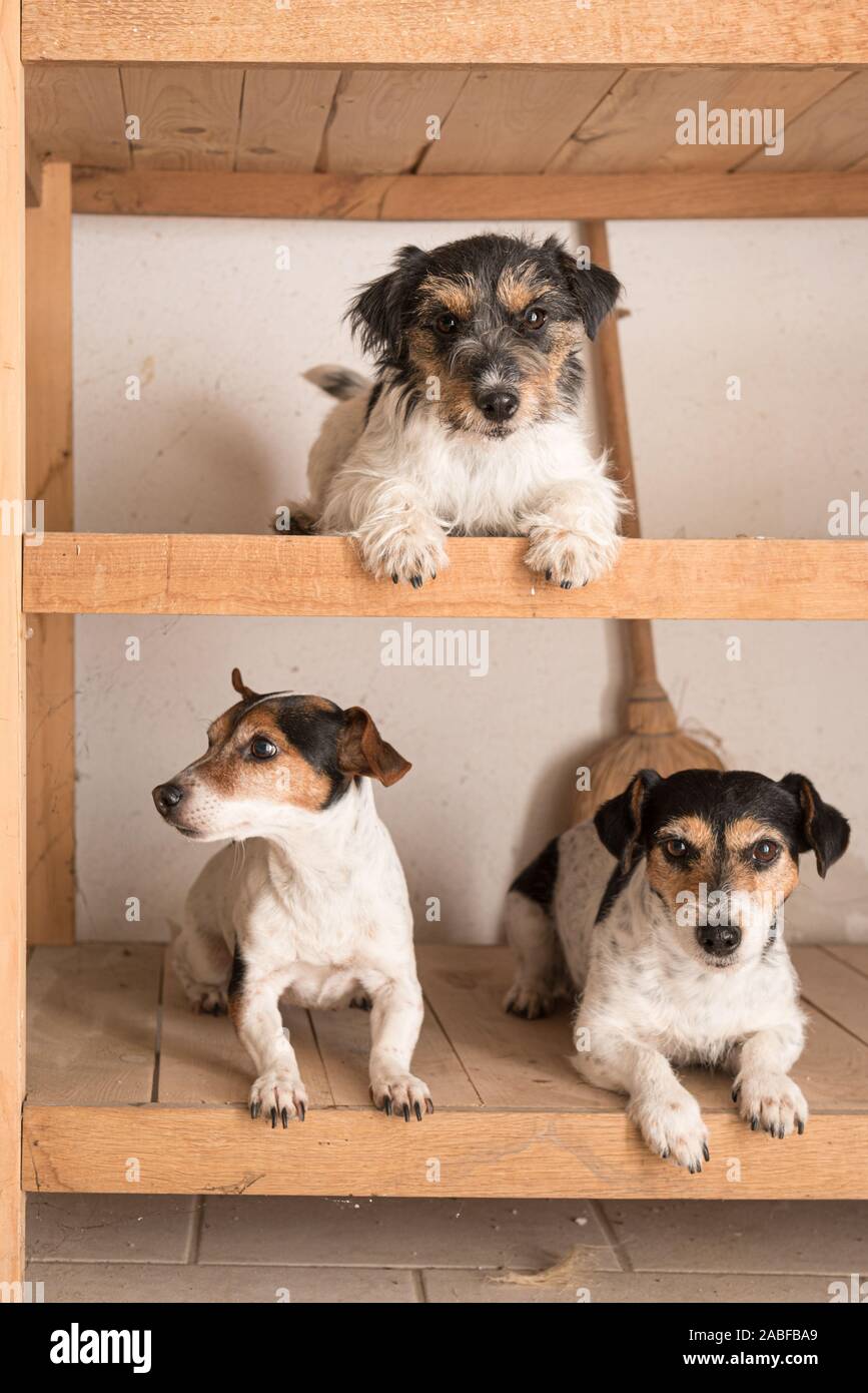 Carino tre piccoli di razza crazy Jack Russell Terrier giacciono i cani ben educati in un ripiano Foto Stock