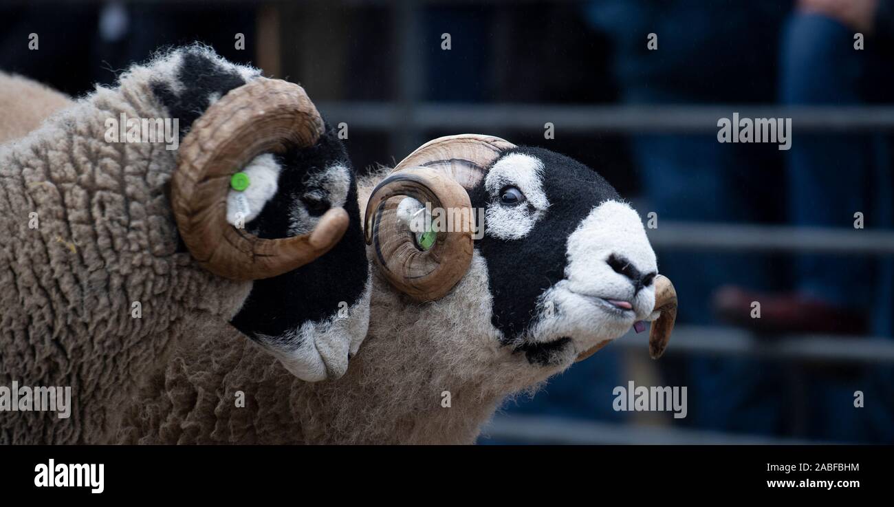 I pastori che mostra Swaledale rams a un pedigree vendita all asta Hawes mart, North Yorkshire, Regno Unito. Foto Stock