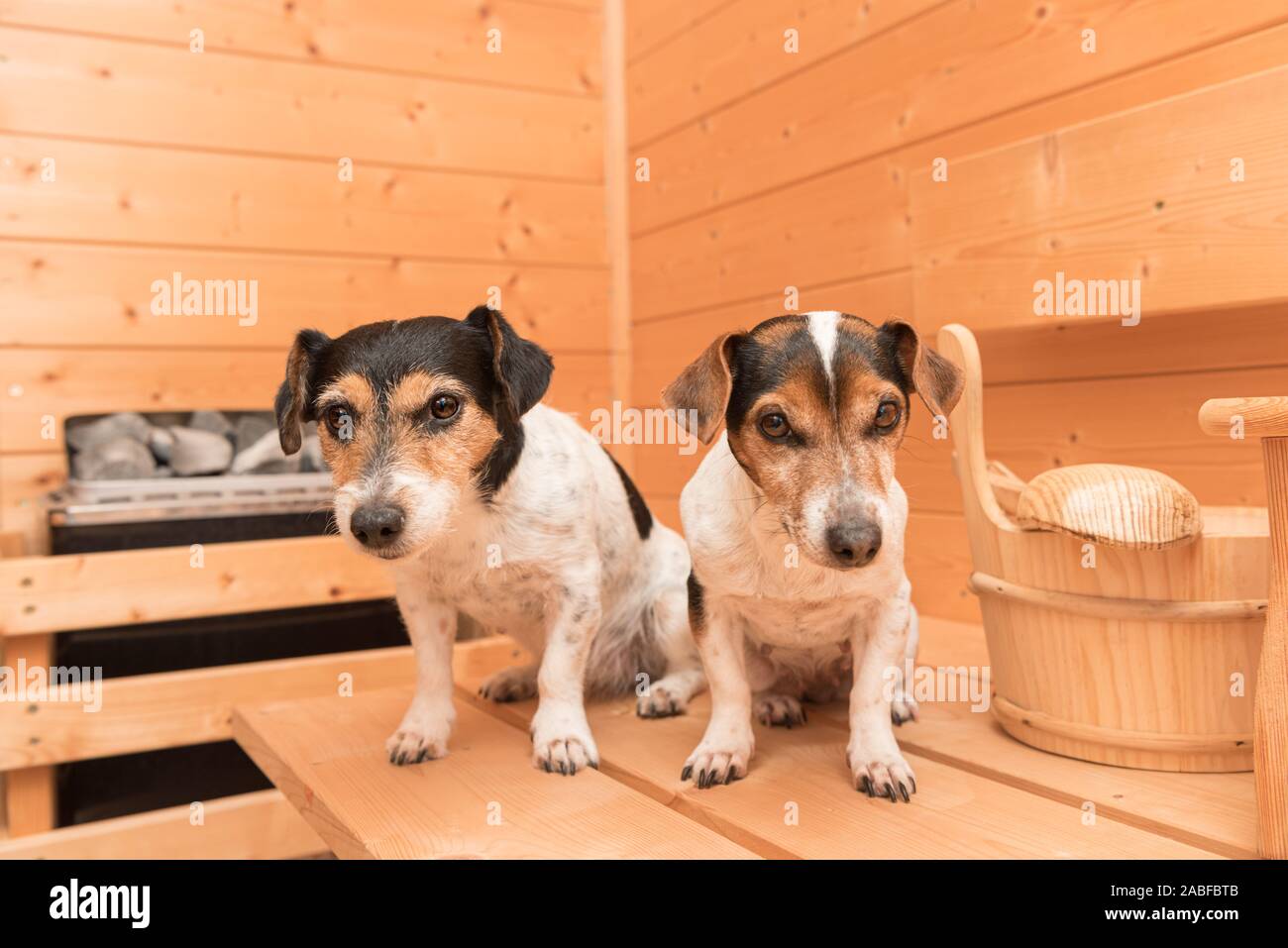 Un gruppo di carino piccolo Jack Russell Terrier i cani in legno di abete rosso sauna Foto Stock