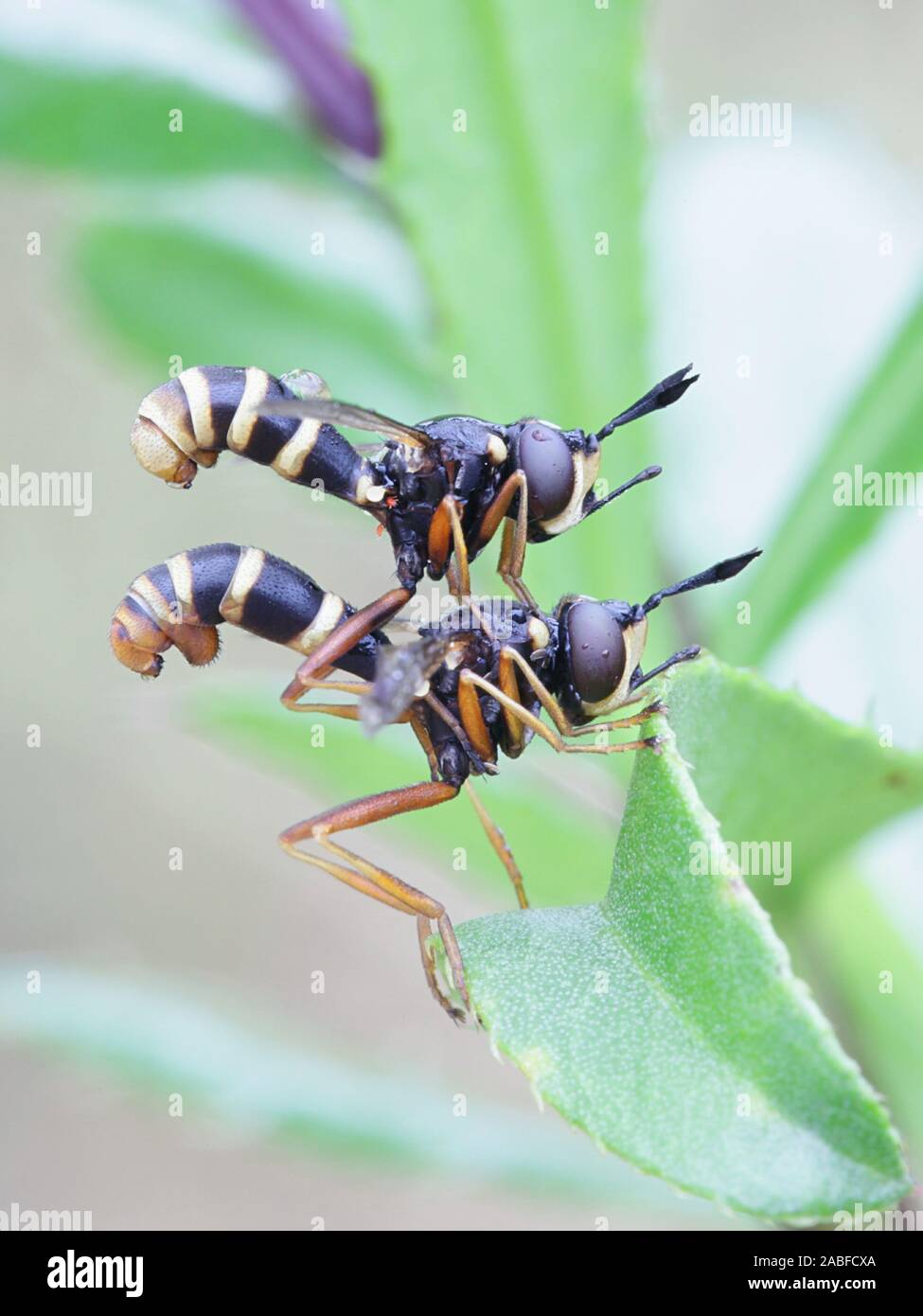 Conops quadrifasciatus, noto come il giallo-nastrare conops o quattro-beegrabber nastrati, un fly mimando wasp dalla Finlandia Foto Stock