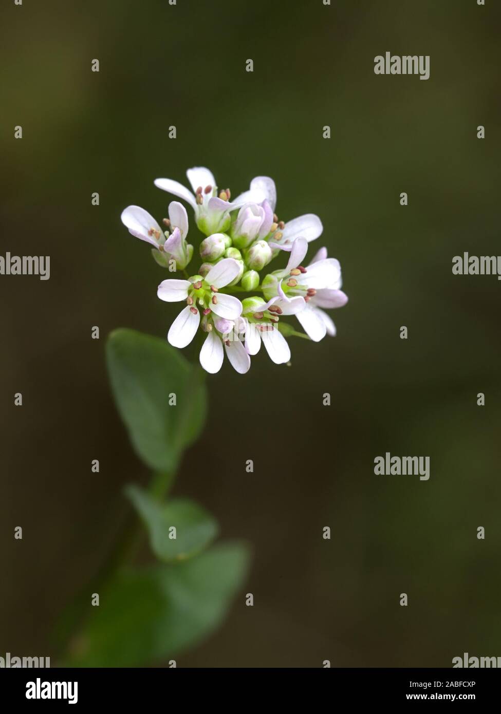 Thlaspi caerulescens, noto come Alpine Penny-crescione o alpine pennygrass, selvaggio fiore dalla Finlandia Foto Stock