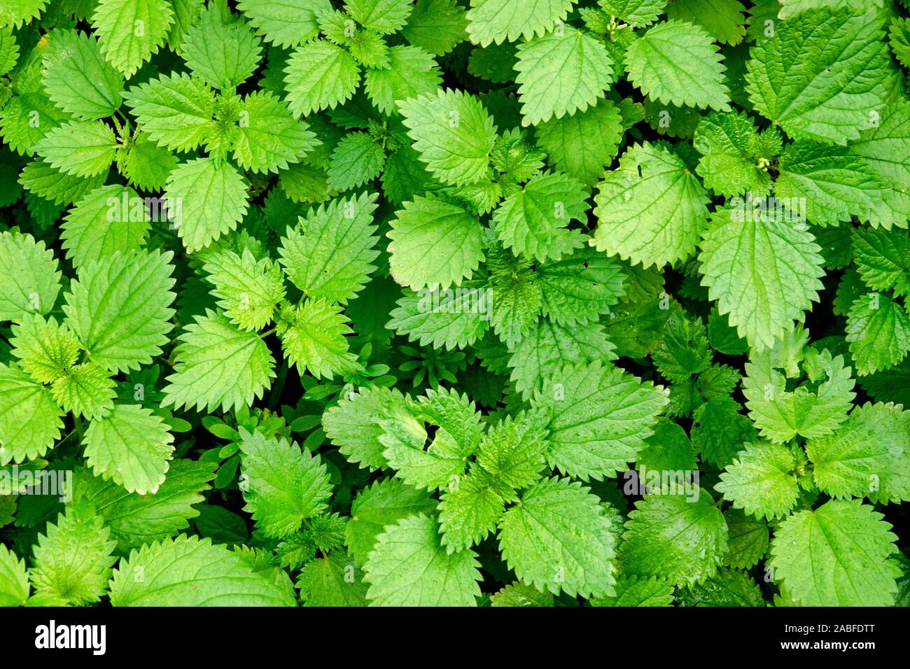 Patch di comune ortica (Urtica dioica) Foto Stock