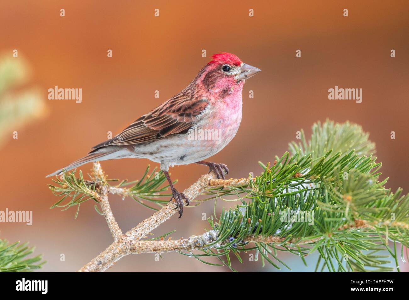 Cassin's Finch Carpodacus cassinii Walden, Colorado, Stati Uniti 30 aprile 2019 maschio adulto Fringillidae Foto Stock