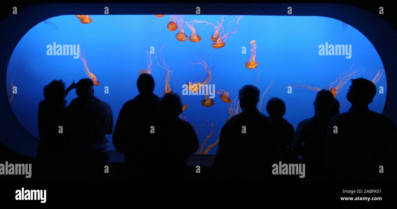 Besucher Vor den im Kompassquallen Monterey Bay Aquarium (Chrysaora fuscescens), USA, Kalifornien. | visitatori di fronte al mare di ortiche serbatoio a Mont Foto Stock