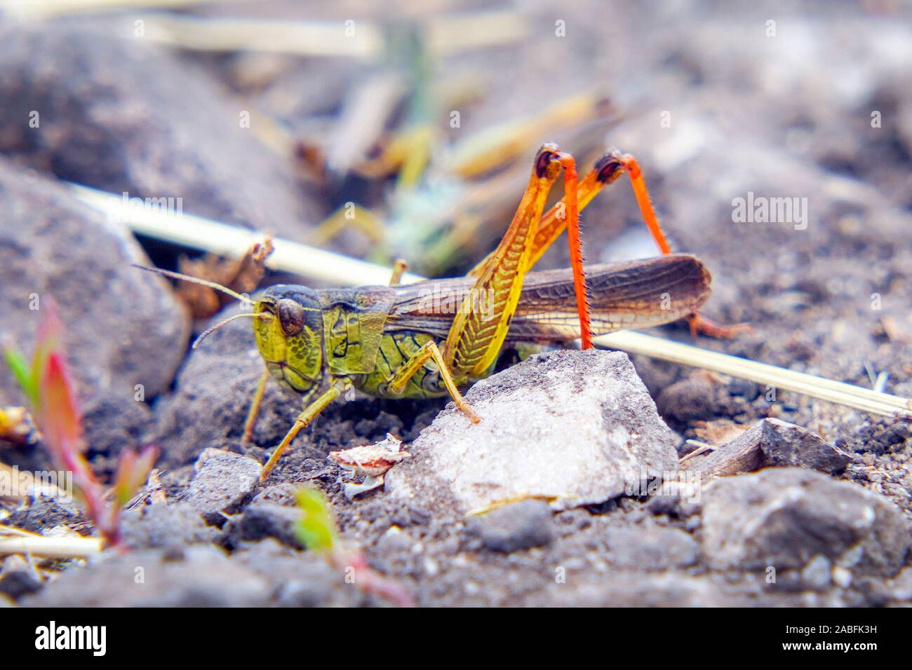 Le cavallette sul terreno. Macro Close-up. Invasione di locuste. Messa a fuoco selettiva Foto Stock