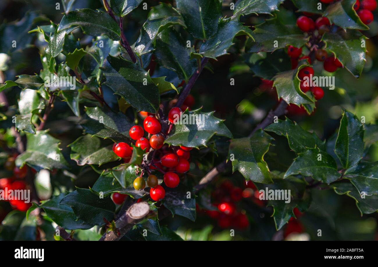 Full frame closeup di agrifoglio ed edera. Foto Stock