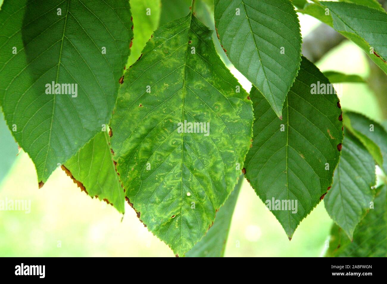 Appricot verde foglie in hd wallpaper Foto Stock