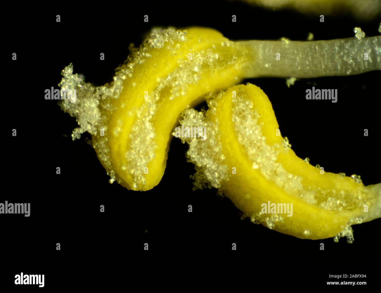 Il polline è un fine a quella grossolana della sostanza in polvere comprendente grani di polline che sono maschio microgametophytes di sementi di piante, che producono i gameti maschili (spe Foto Stock