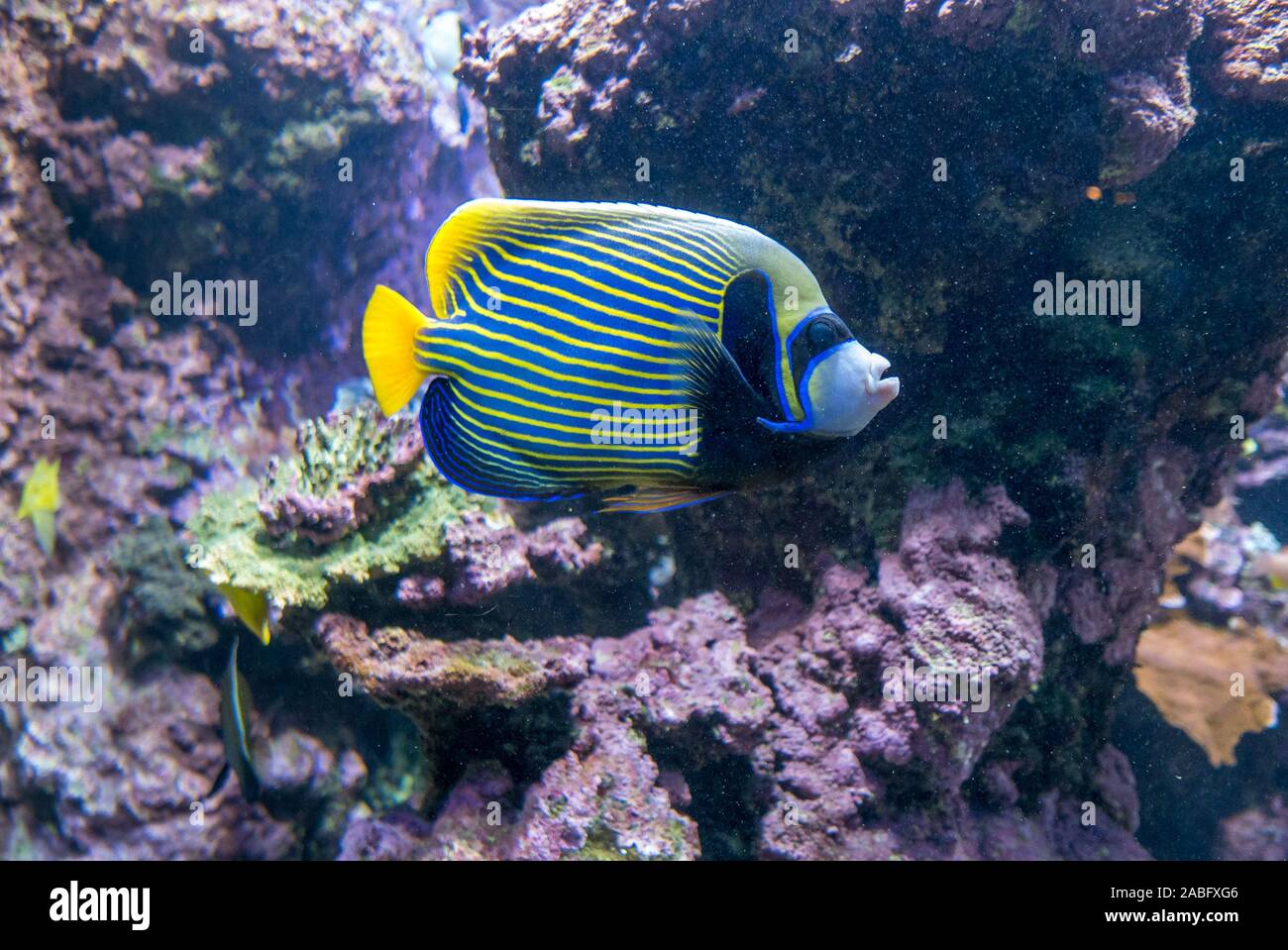 Pesci multicolori e di organismi marini in un oceanarium. osservazione della vita acquatica Foto Stock