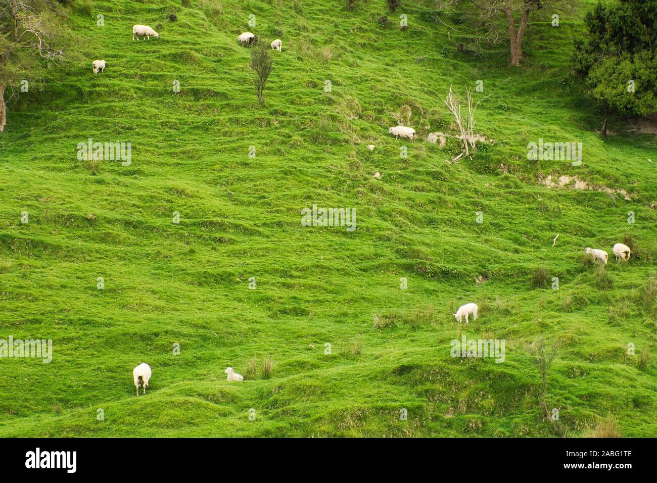 Nuova Zelanda campagna con le pecore sulla collina Foto Stock