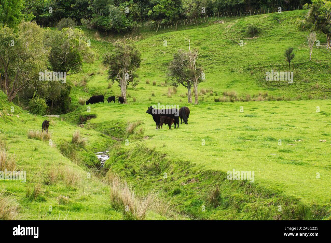 Nuova Zelanda campagna con le pecore sulla collina Foto Stock