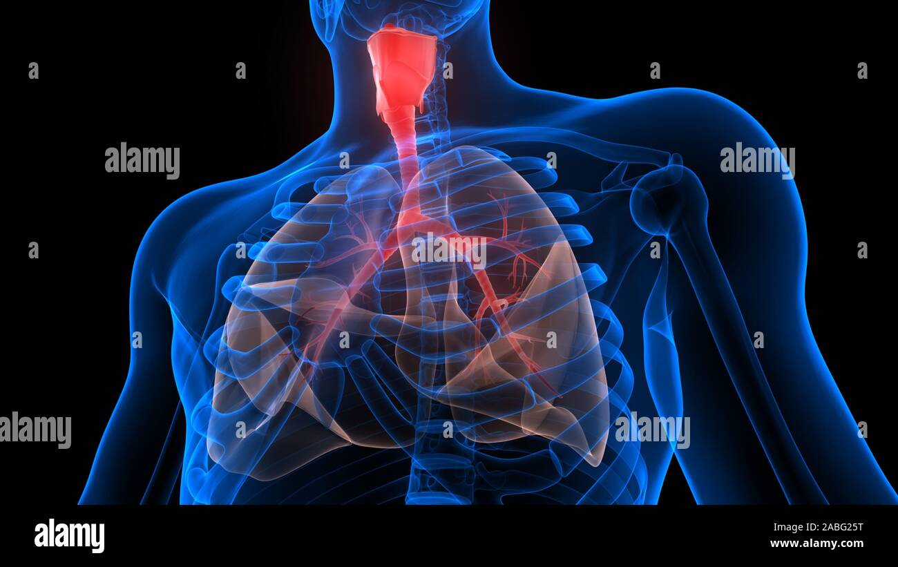 Polmoni Parte del rendering 3D con raggi X per anatomia del sistema respiratorio umano Foto Stock