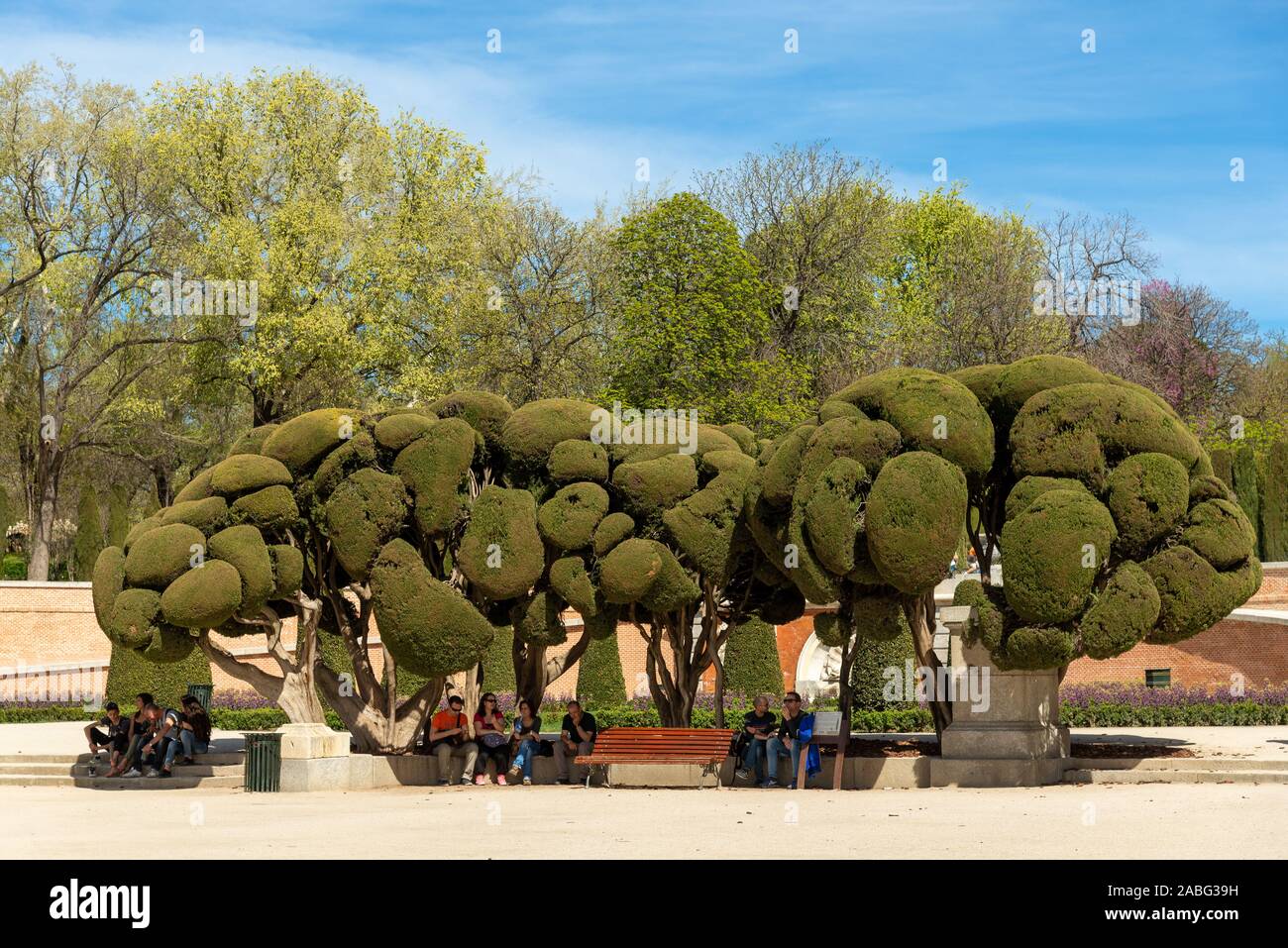 Pollarded alberi del Parco del Buen Retiro, Madrid, Spagna Foto Stock