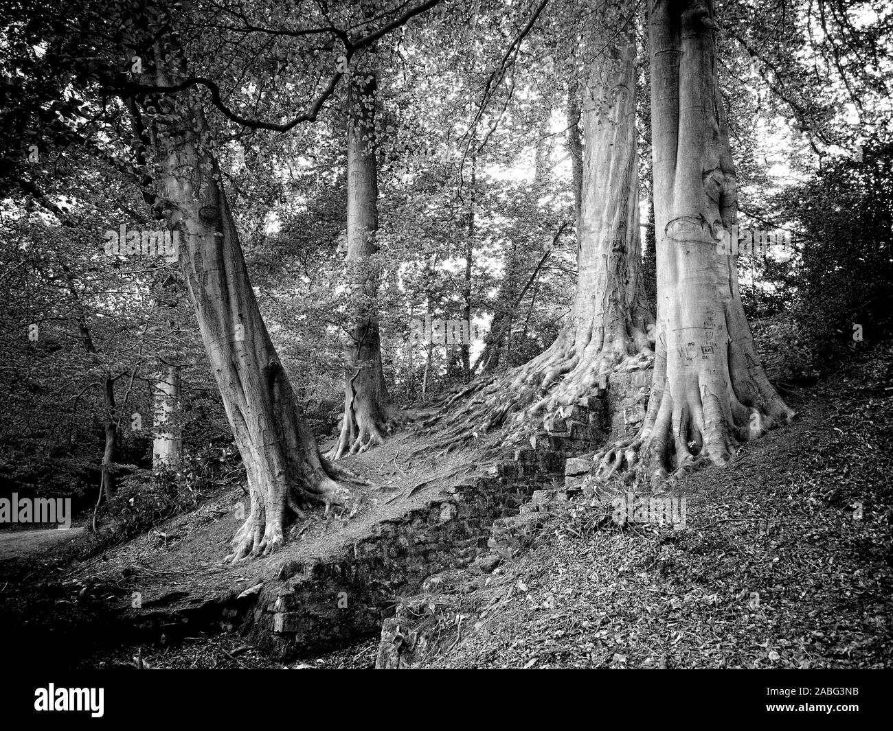 Bella vecchi alberi sulle rive di Cole semplice nello Shropshire vicino a Ellesmere Foto Stock