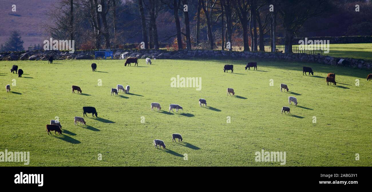 Mandria di mucche al pascolo su terreni agricoli nel Parco Nazionale di Dartmoor, Devon Foto Stock