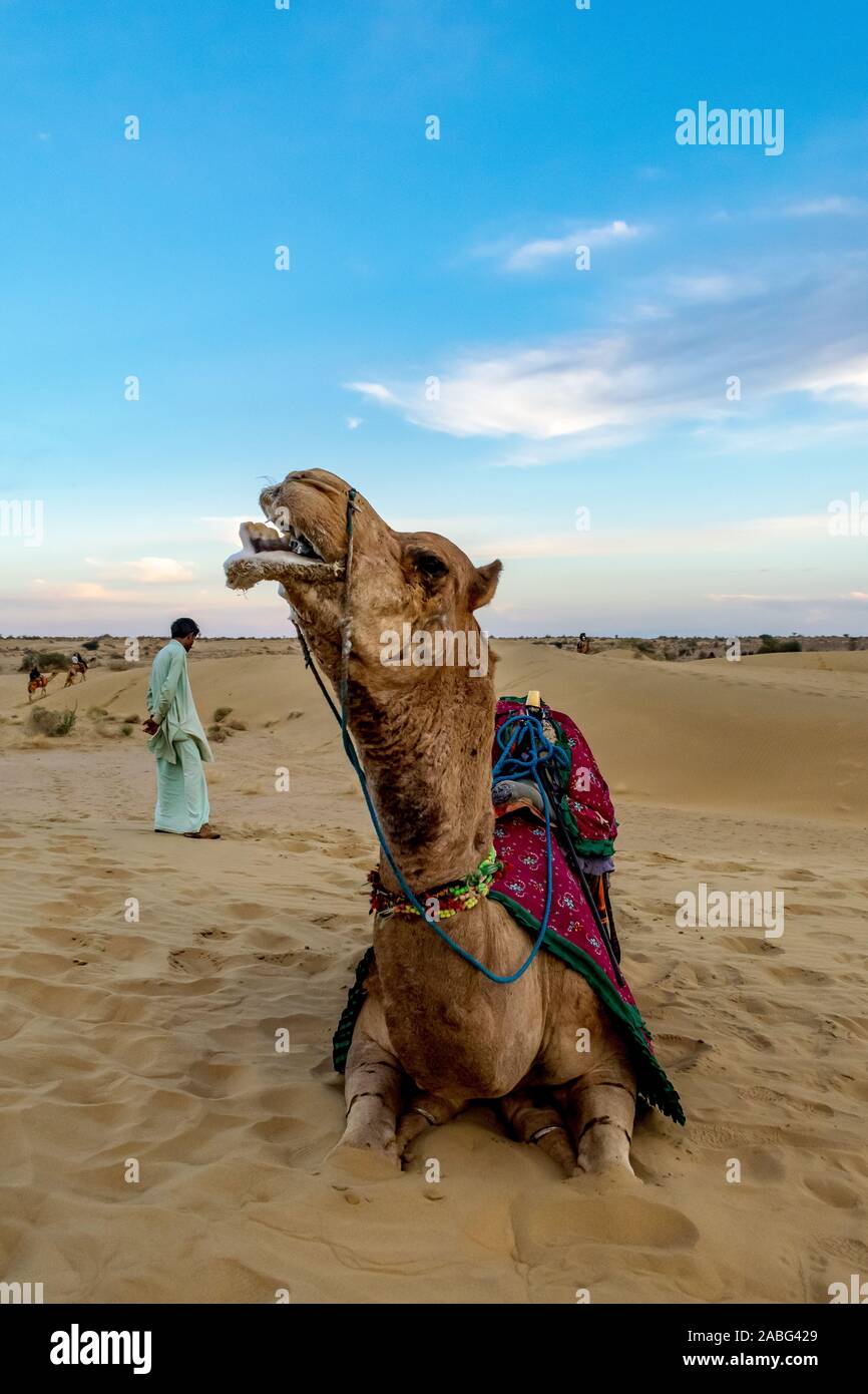 cammello da vicino in un deserto Foto Stock