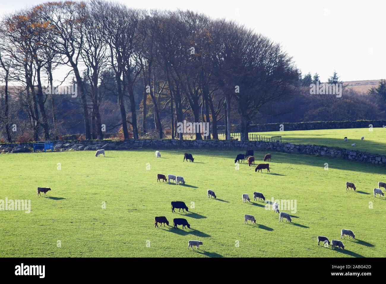 Mandria di mucche al pascolo su terreni agricoli nel Parco Nazionale di Dartmoor, Devon Foto Stock