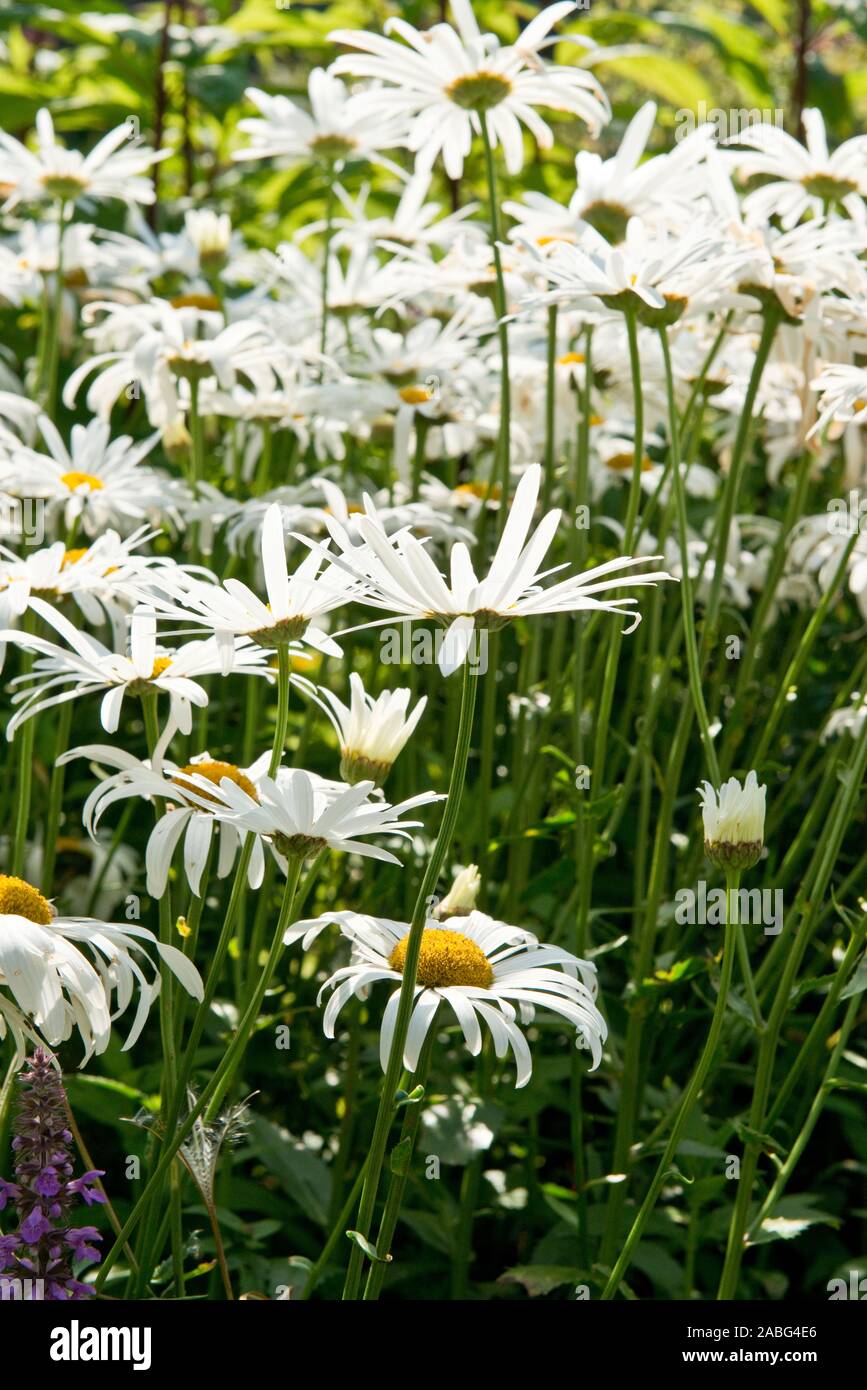 Argyranthemum frutescens. Marguerite. Di medie dimensioni daisy-simili. Estate Perenials. Giardino scozzese. Scozia Foto Stock