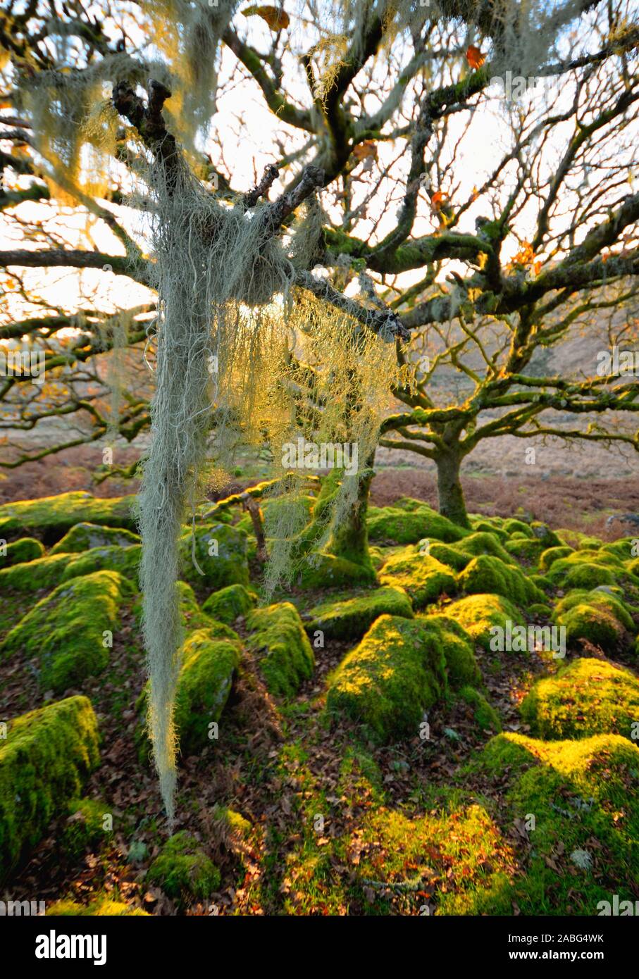 Antica foresta Wistman del legno in prossimità di due ponti in Dartmoor Devon. Magica misterioso bosco con un lugubre atmosfera. Centinaia di anni vecchi alberi di quercia Foto Stock