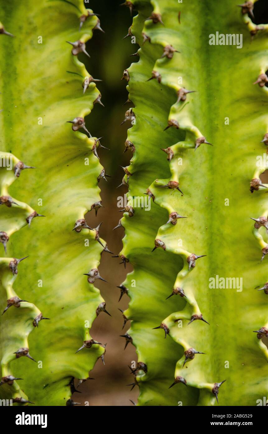 Vicino la fotografia di un cactus al Florida Giardino Botanico in largo. Foto Stock