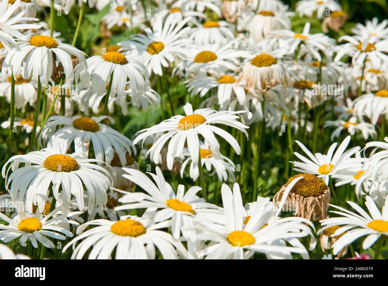 Argyranthemum frutescens. Marguerite. Di medie dimensioni daisy-simili. Estate Perenials. Giardino scozzese. Scozia Foto Stock