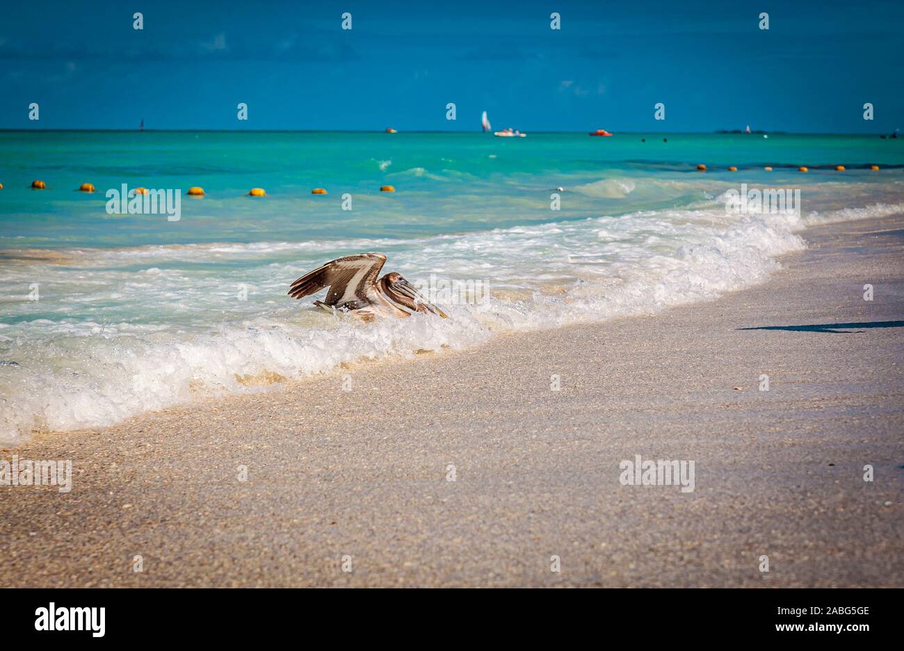 Brown pelican Surf le onde per la spiaggia di Varadero, Cuba Foto Stock