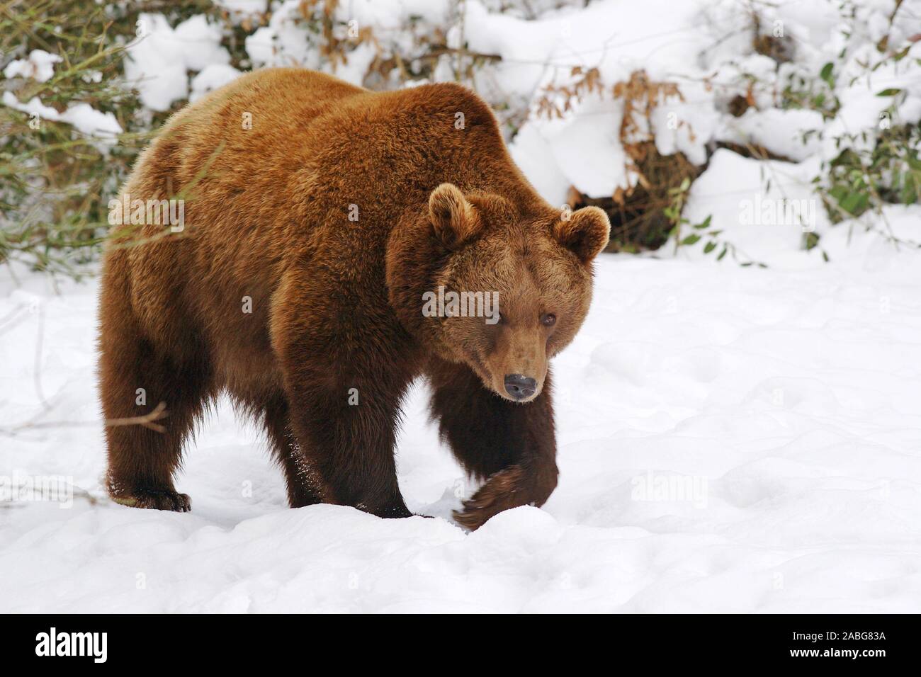 Im Braunbär inverno, Ursus arctos, Foto Stock