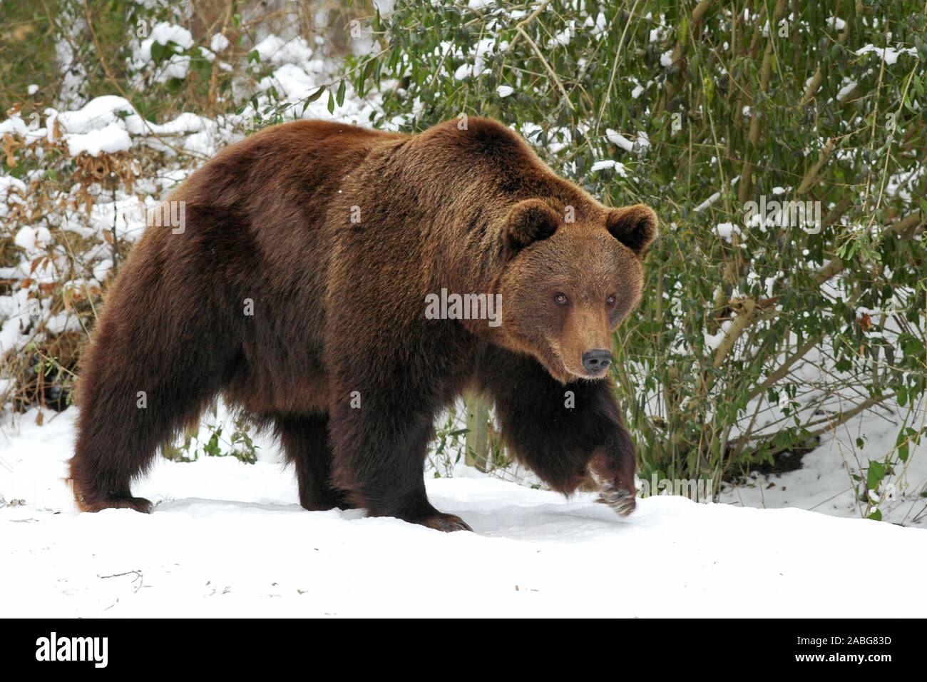 Im Braunbär inverno, Ursus arctos, Foto Stock