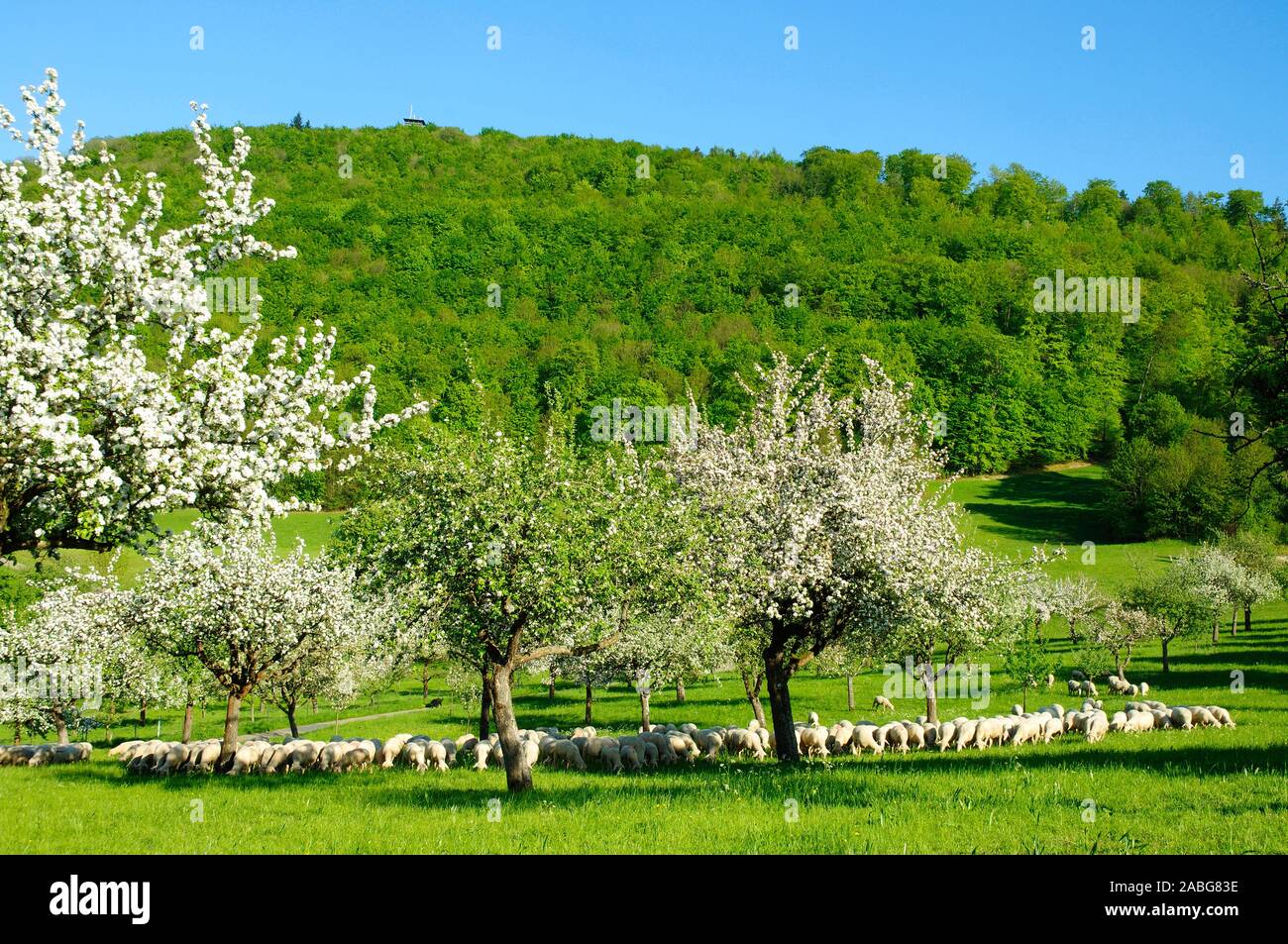 Blühende Obstbäume unter dem Langert, Schafherde, Foto Stock