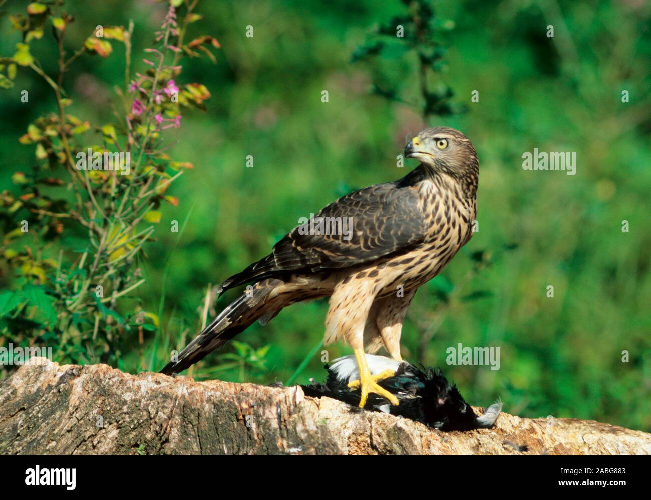 Tiere, Voegel, Greifvoegel, Habicht, seitlich, astore, (Accipter gentilis), Habicht mit Beute, Foto Stock