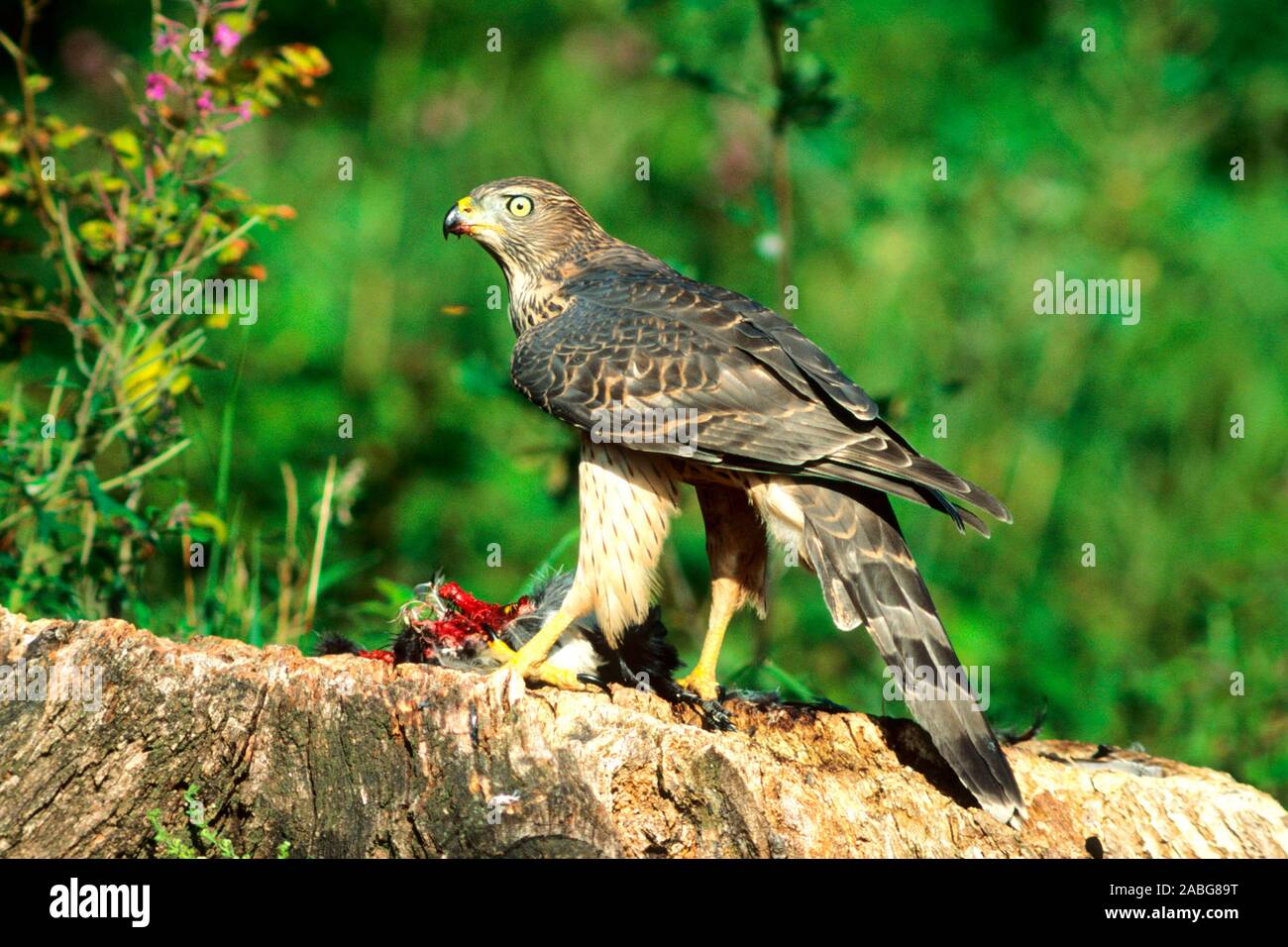 Tiere, Voegel, Greifvoegel, Habicht, seitlich, astore, (Accipter gentilis), Habicht mit Beute, Foto Stock