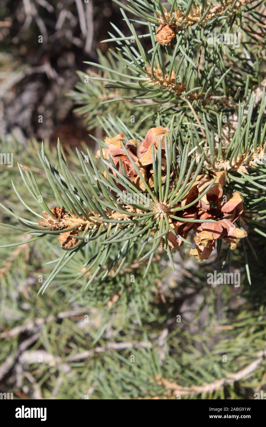 Nei pressi di Ryan montagna del Parco nazionale di Joshua Tree cresce la singola foglia, Pinyon Pinus Monophylla, nativo di pino del sud del Deserto Mojave. Foto Stock