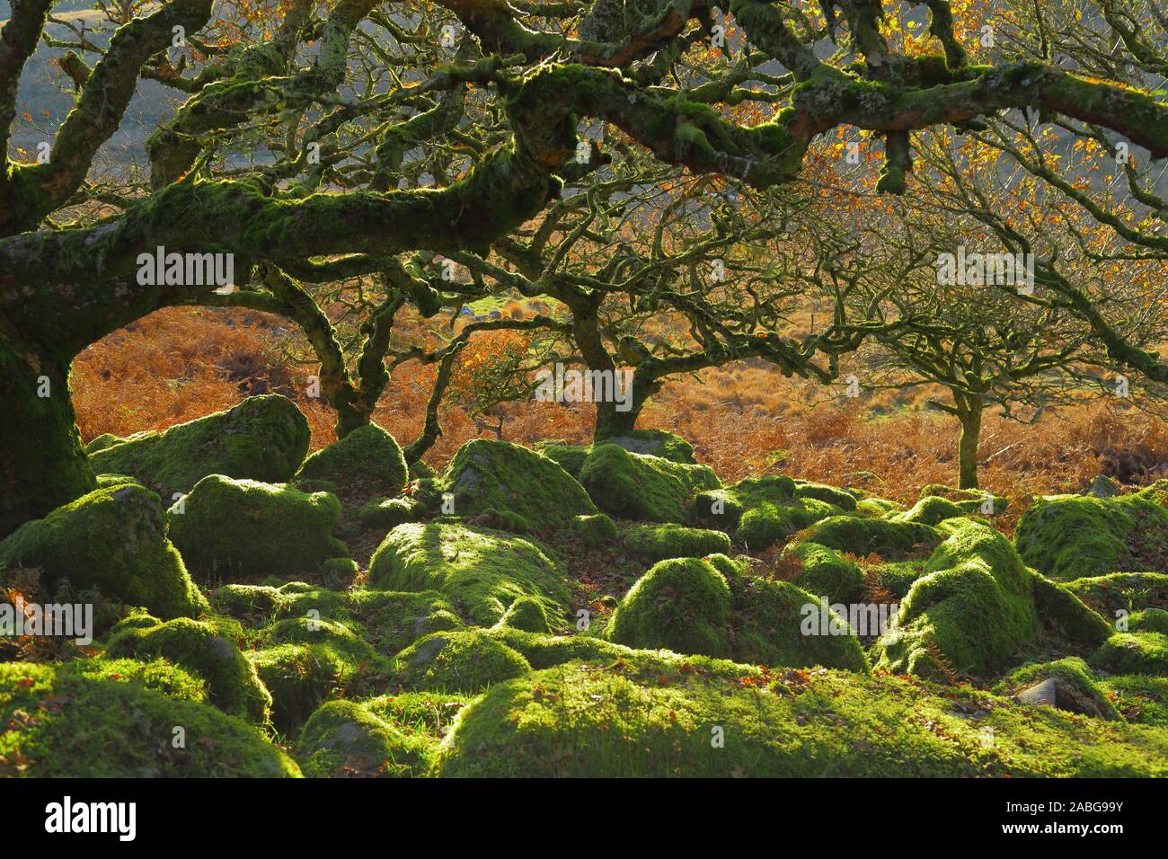 Antica foresta Wistman del legno in prossimità di due ponti in Dartmoor Devon. Magica misterioso bosco con un lugubre atmosfera. Centinaia di anni vecchi alberi di quercia Foto Stock