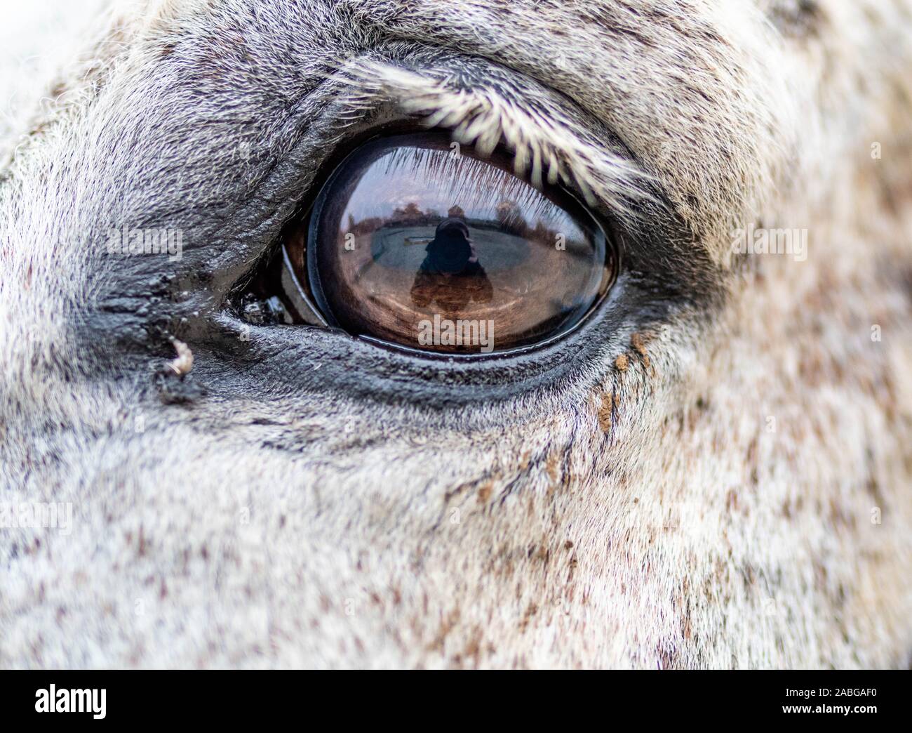 In prossimità di un cavallo grigio's eye Foto Stock