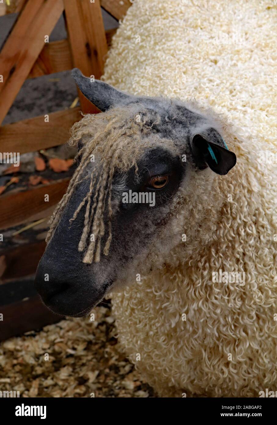 Wensleydale pecore a Masham ovini fiera. Un Wensleydale pecore o è una ram con un grand curly fleece in mostra a Masham pecore fair Foto Stock