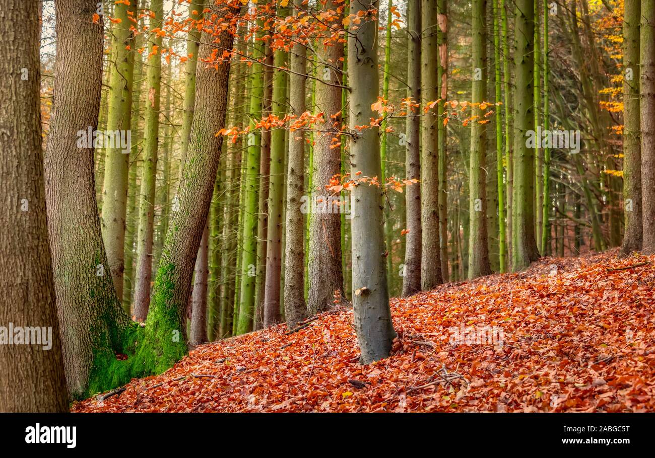 Europea di faggio con caduta foglie colorate in un fitto bosco misto in autunno, il terreno è coperto con caduto foglie rosse, Siebenbirge, Germania Foto Stock