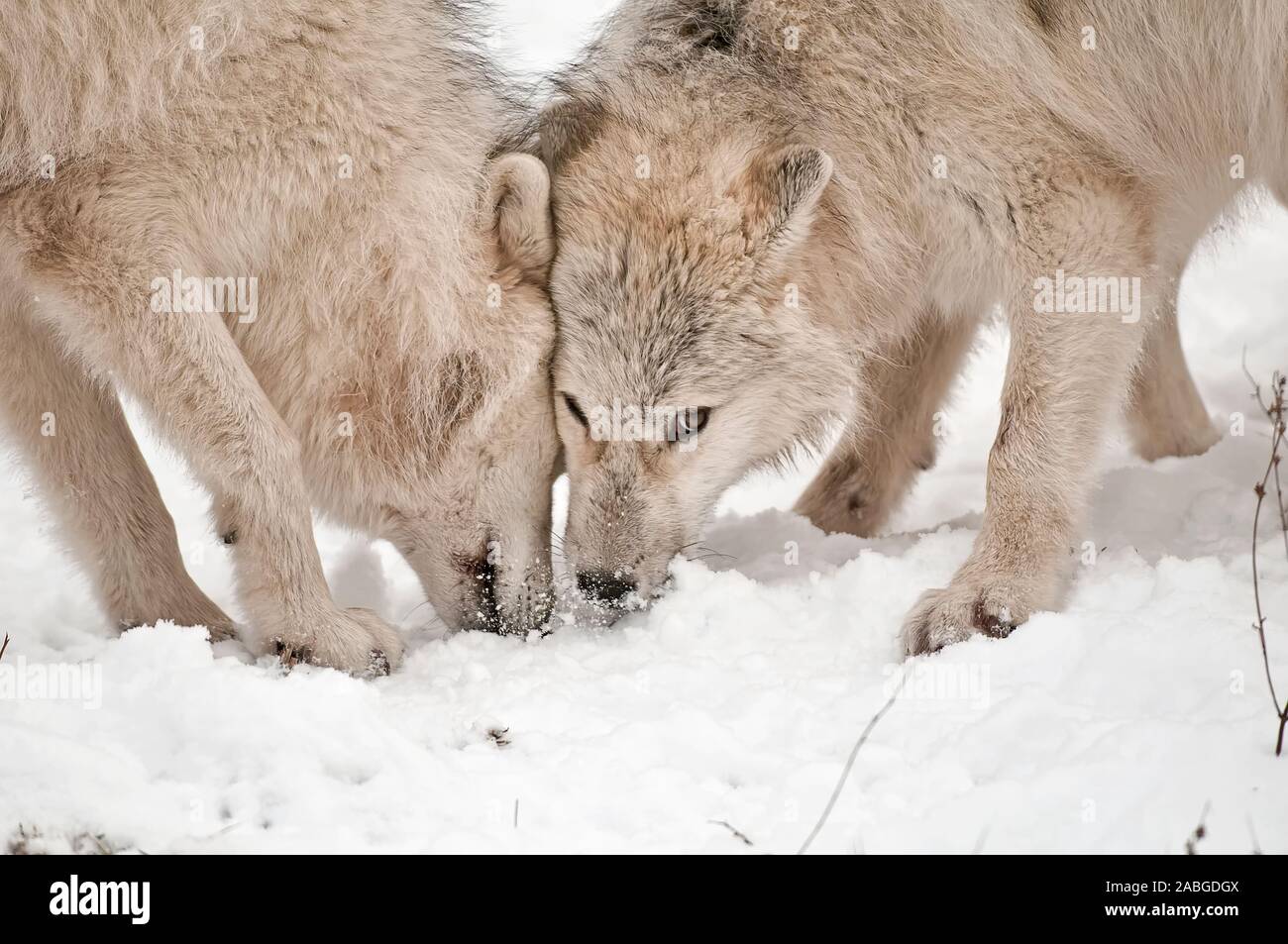 Due Arctic lupi annusare qualcosa nella neve. Foto Stock