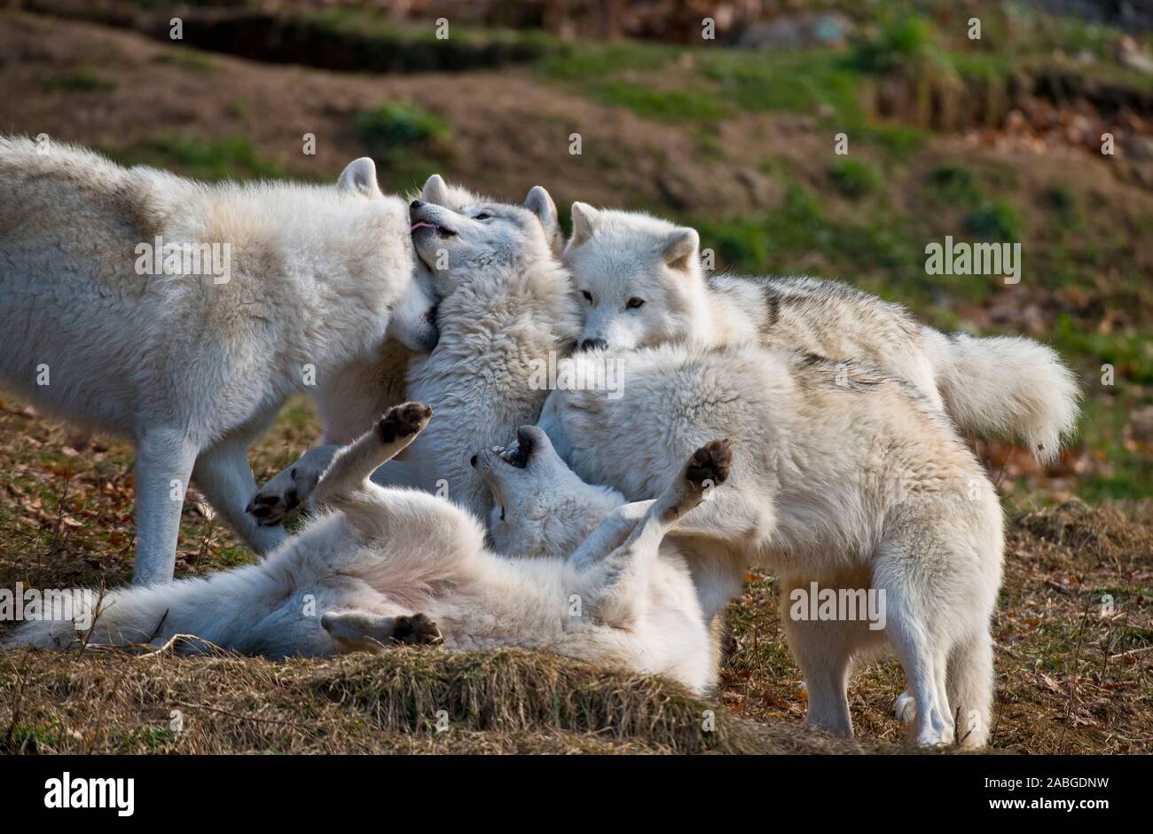 Un lupo artico pack giocando. Foto Stock