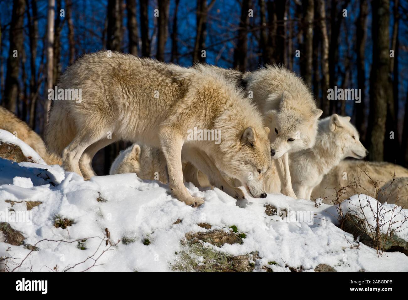 Tre lupi artico permanente sulla neve tra le rocce. Foto Stock