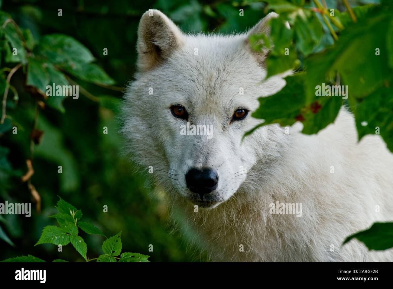 Arctic Wolf tra alcune foglie verdi. Foto Stock