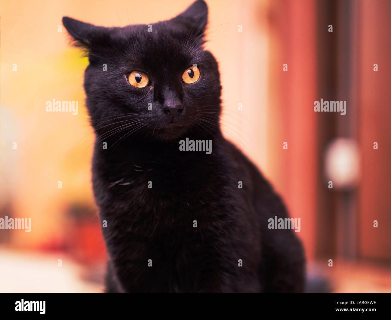 Simpatico gatto nero con gli occhi gialli Foto Stock
