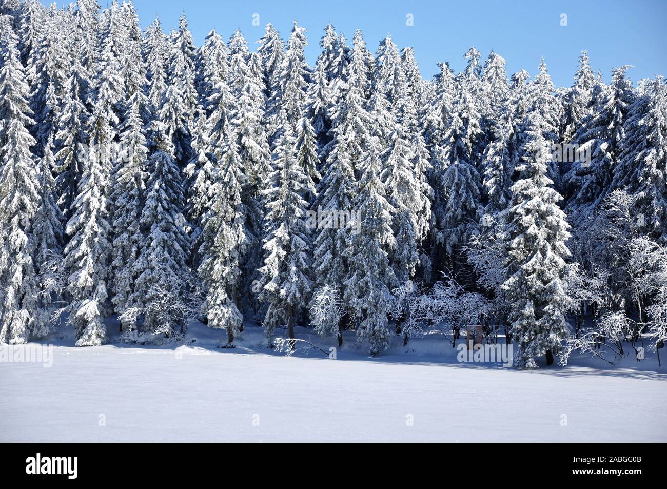 Bella winterday presso la hornisgrinde, BADEN-WUERTTEMBERG Foto Stock