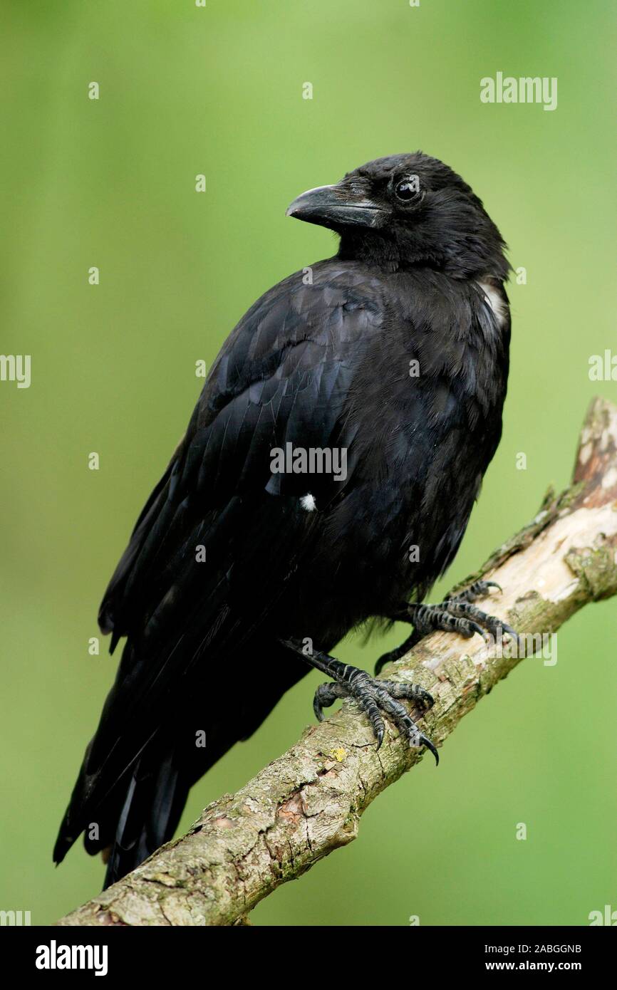 Rabenkraehe, Corvus corone corone), Foto Stock