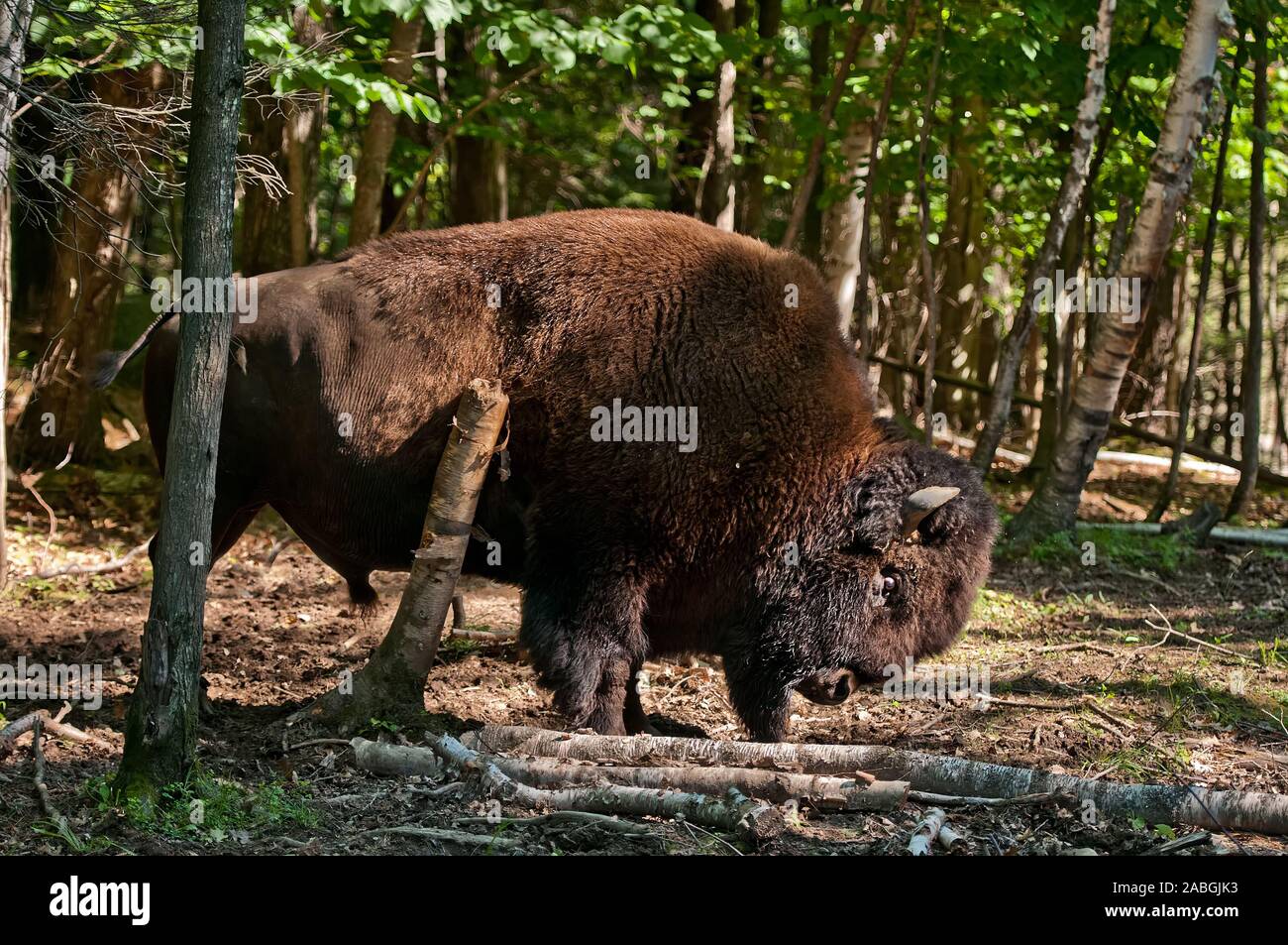 Bison in piedi nella foresta Foto Stock