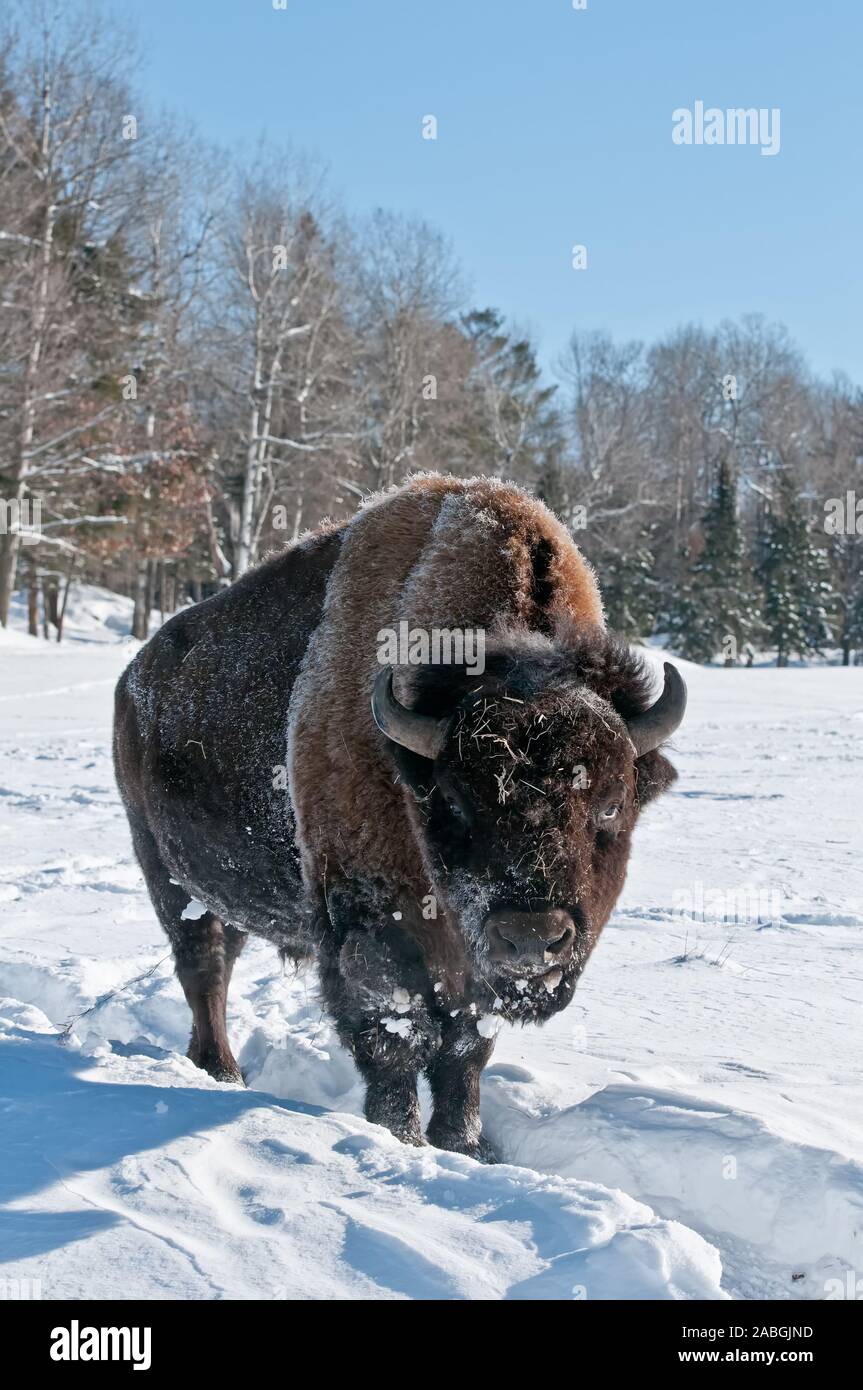 Bison in piedi nella neve Foto Stock